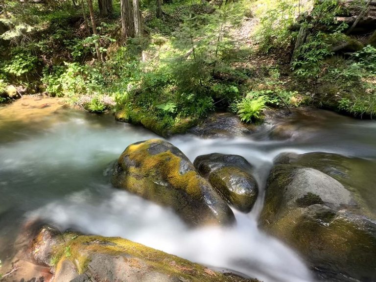 lewis creek in sugar pine