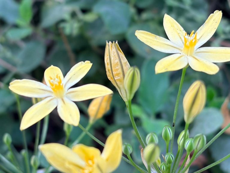 wildflowers on the lewis creek trail